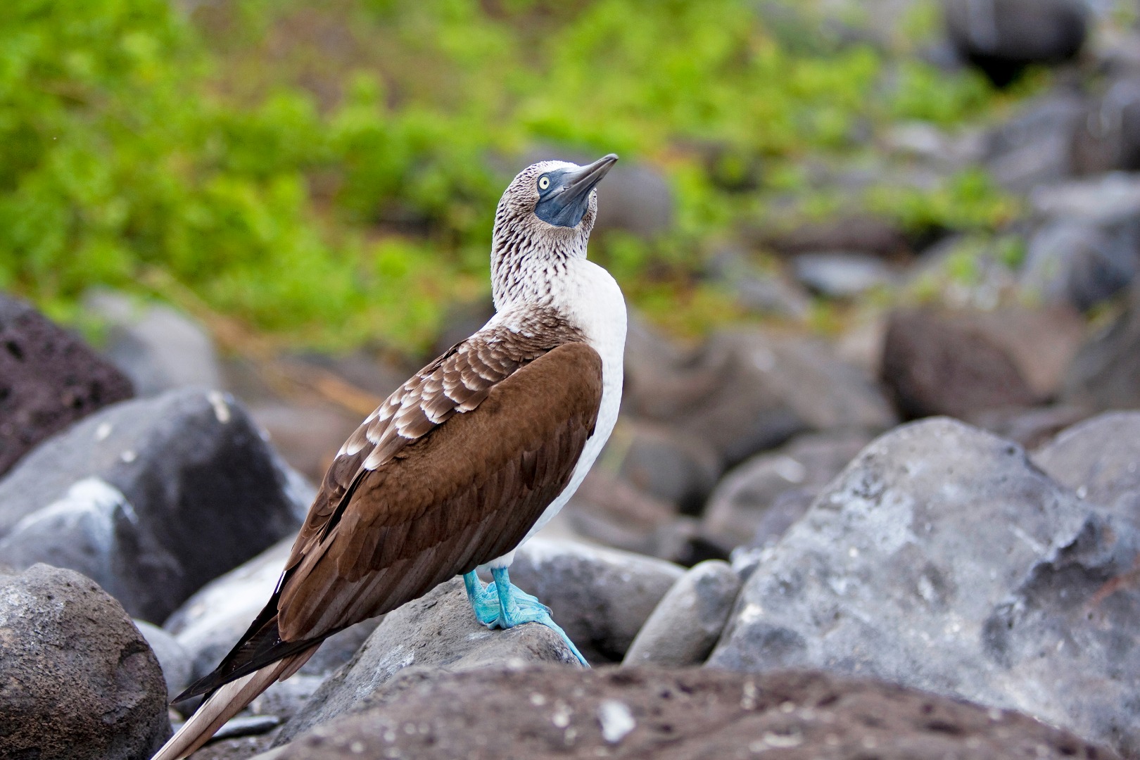galapagos_fugle_blue footed booby_03