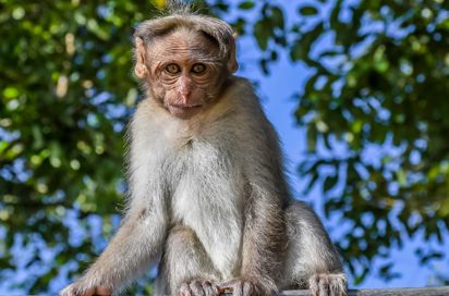 Periyar Tiger Reserve Abe 2625618807
