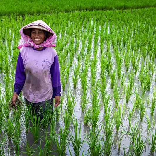 bali - ubud_rismark_farmer_11