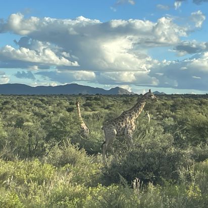 Namibia Auas Safari Lodge Giraffer Inge 1667