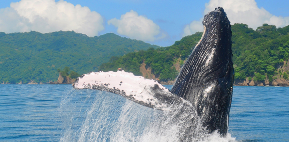 costa rica - pukkelhval_01