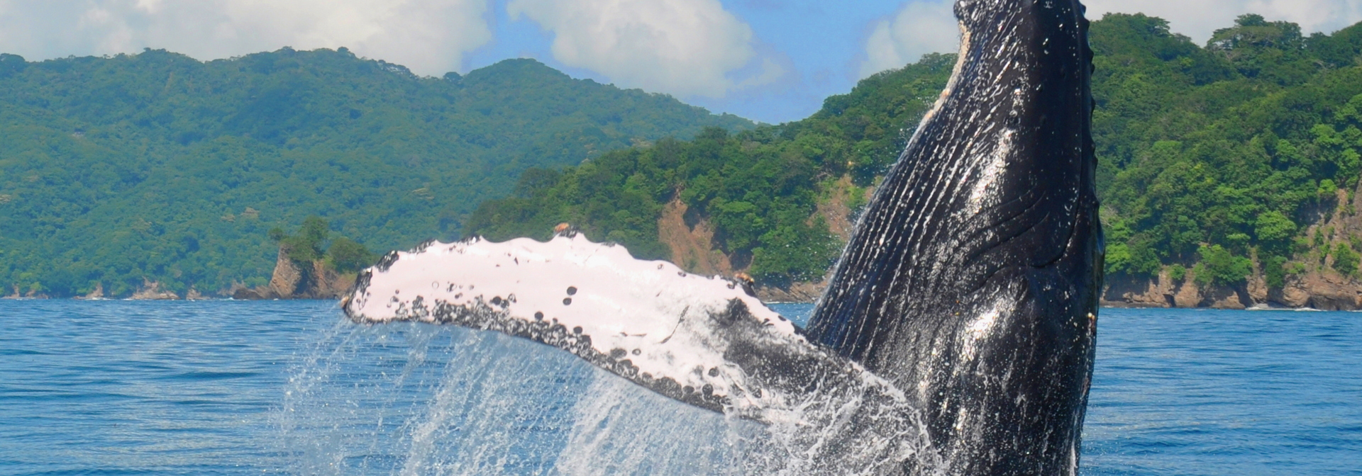 costa rica - pukkelhval_01