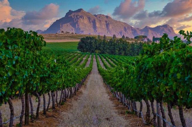 Stellenbosch Vinmarker