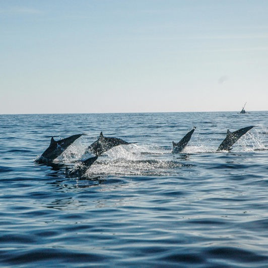 bali - bali_delfin_01