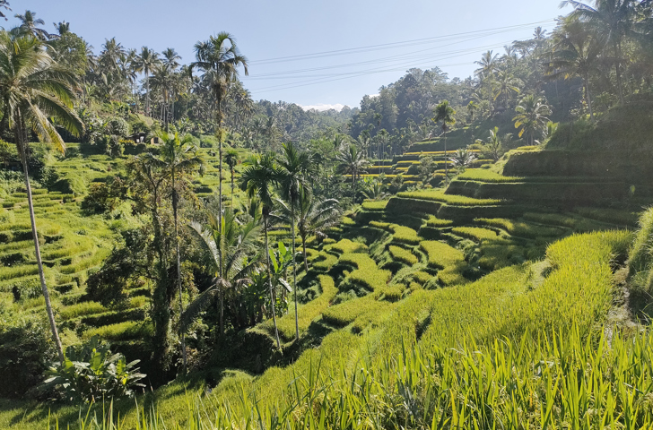 bali - Ubud_risterrasser vandring_01