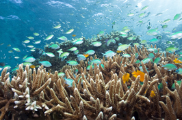 bali - menjangan_island_snorkling_01