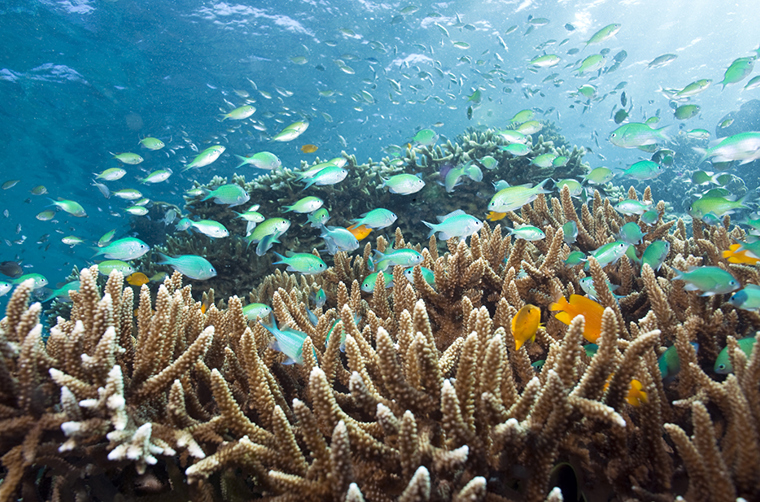 bali - menjangan_island_snorkling_01