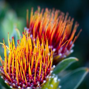 Protea, Sydafrikas nationalblomst