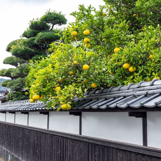 Japan Hagi Natsumikan Oranges White Black Samurai Era Wall