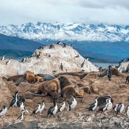 Argentina Beaglekanalen Blåøjet Skarv 01