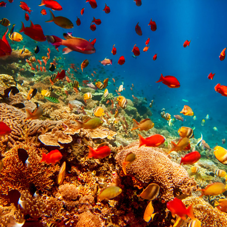 bali - bali_dykning_koral_03