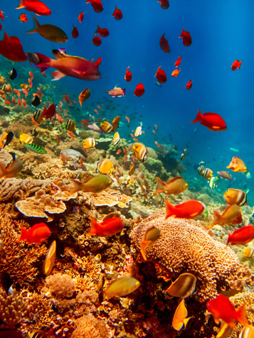 Maritimt liv ved Menjangan