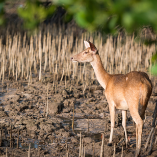 bali - bali_menjangan hjort_01