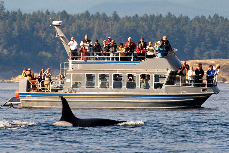 sri lanka - mirissa hvalsafari_01