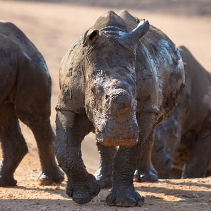 Sydafrika 2025 Mikkel 0144 Hvide Næsehorn