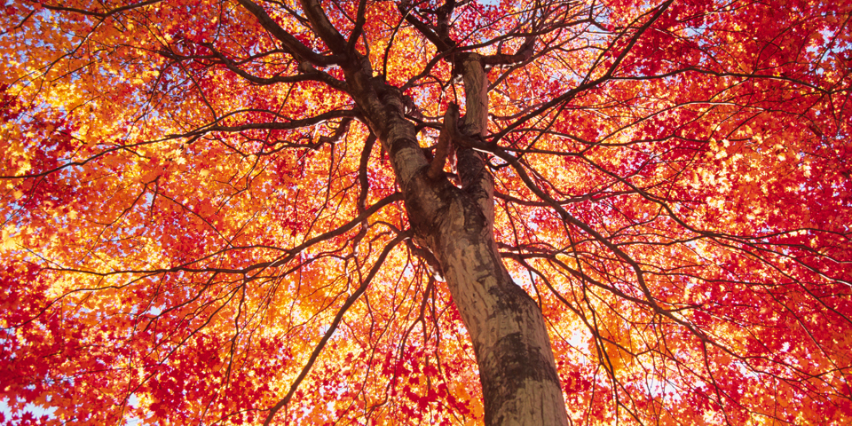 japan - japan_ahorntrae_01