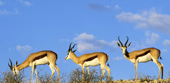 bali - barat national park_dyreliv_01