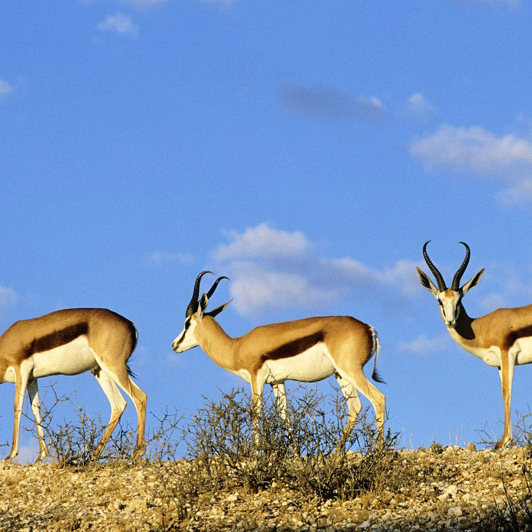 bali - barat national park_dyreliv_01