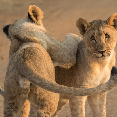 sydafrika - sydafrika_pilanesberg_loeve_03