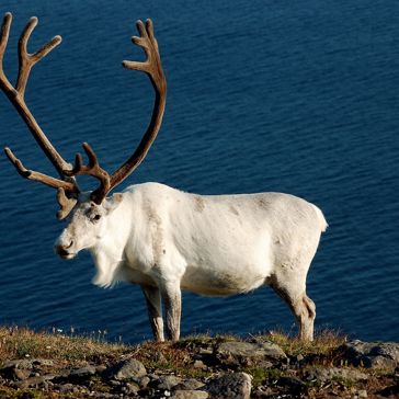 Norge Hurtigruten Sign Nordkap Rensdyr