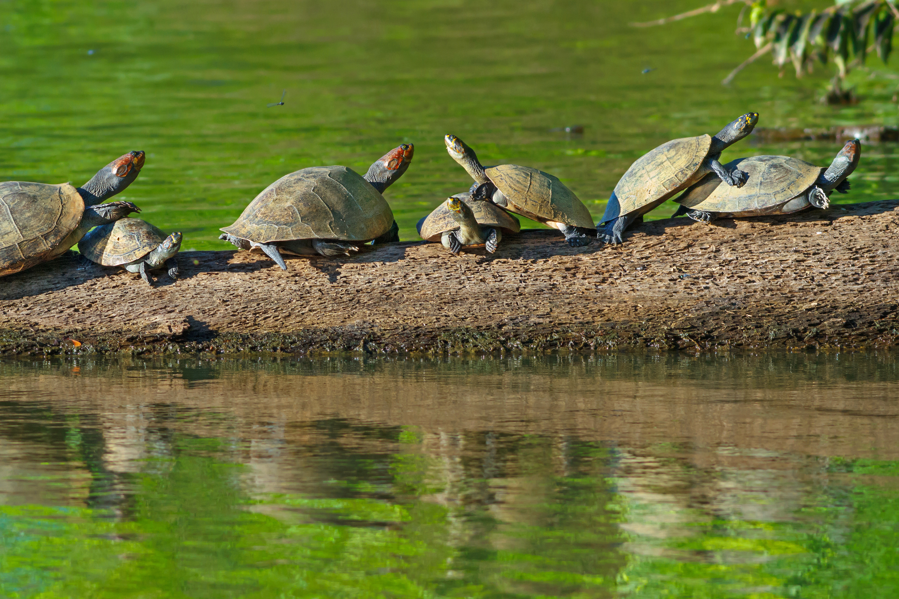 peru - amazone_skildpadder_peru_01
