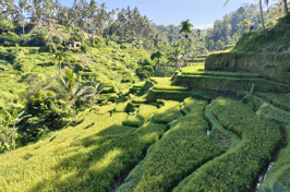 bali - Ubud_risterrasser vandring_02