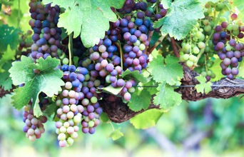 sydafrika - stellenbosch_vinmark_04