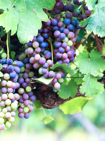 sydafrika - stellenbosch_vinmark_04