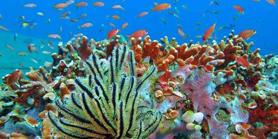 bali - Flores_snorkel_02