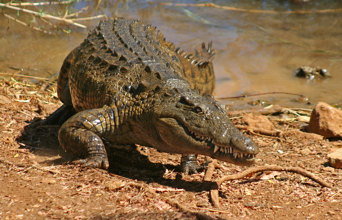 Vi lærer også om de lokales forhold til krokodiller ved Den hellige sø i Anivoranto.