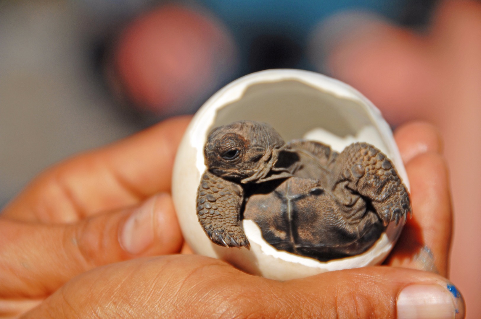 galapagos_skildpadde_04