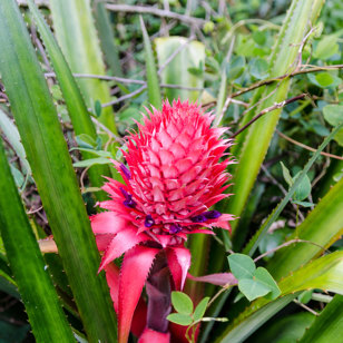 ...både unik flora og...