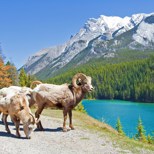 ... og giver god mulighed for at nærstudere både landskab og dyreliv.