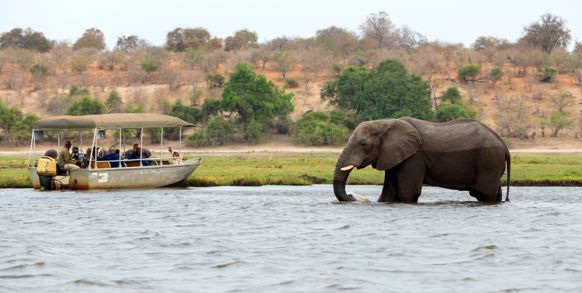 Herefter skal vi på flere safariture i Chobe National Park, hvor ikke mindst livet omkring floden imponerer.