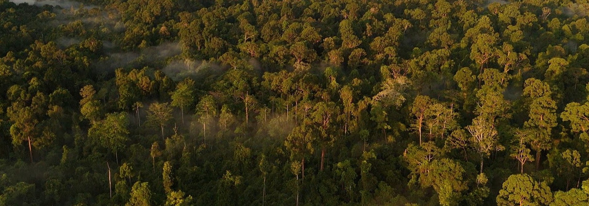 Utan Rainforest Lodge Luftfoto Kapur Forest 01