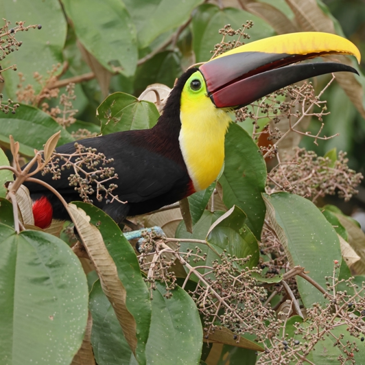 Costa Rica Osa Peninsula Yellow Throated Toucan Feeding In Tree