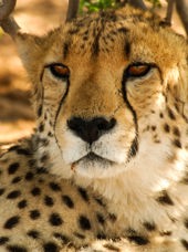 sydafrika - sydafrika_natur_gepard_01