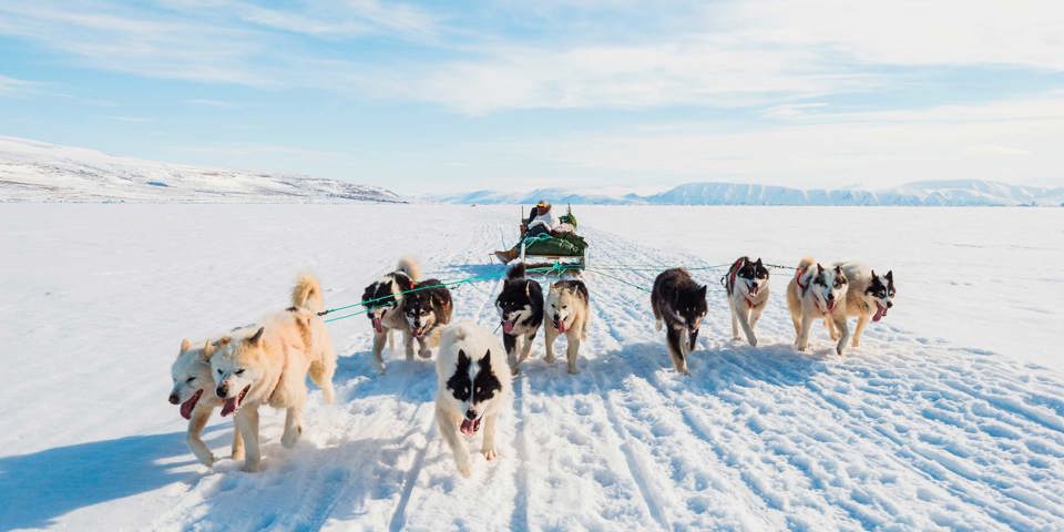 Grønland Slaedehunde 07