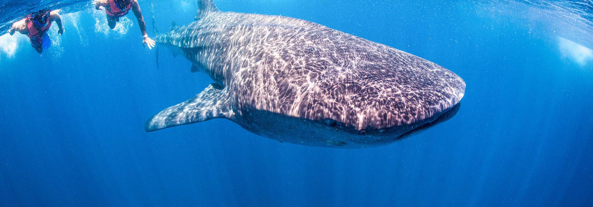 mexico - Mexico_Isla Holbox_Hvalhej_01