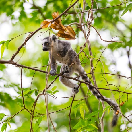 lemur_02