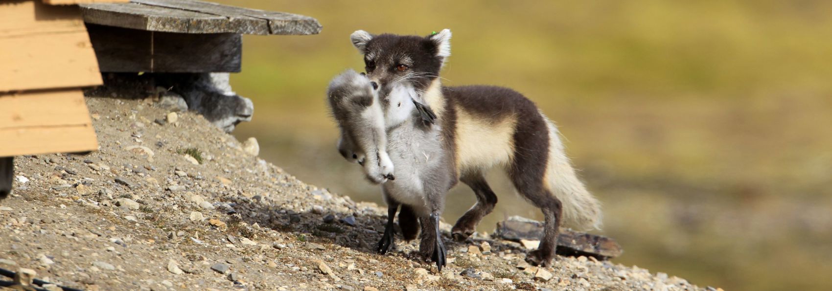 Norge Hurtigruten Sign Svalbard Arktisk Ræv