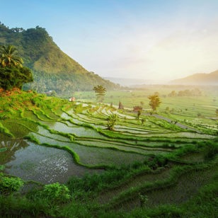 bali - ubud_rismark_16