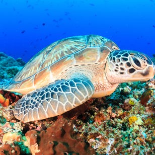 bali - bali_havskildpadde_01