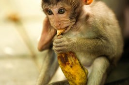 bali - ubud_monkey forrest_02_HF